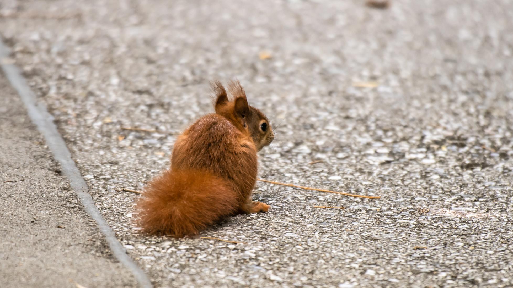 Eichhörnchen