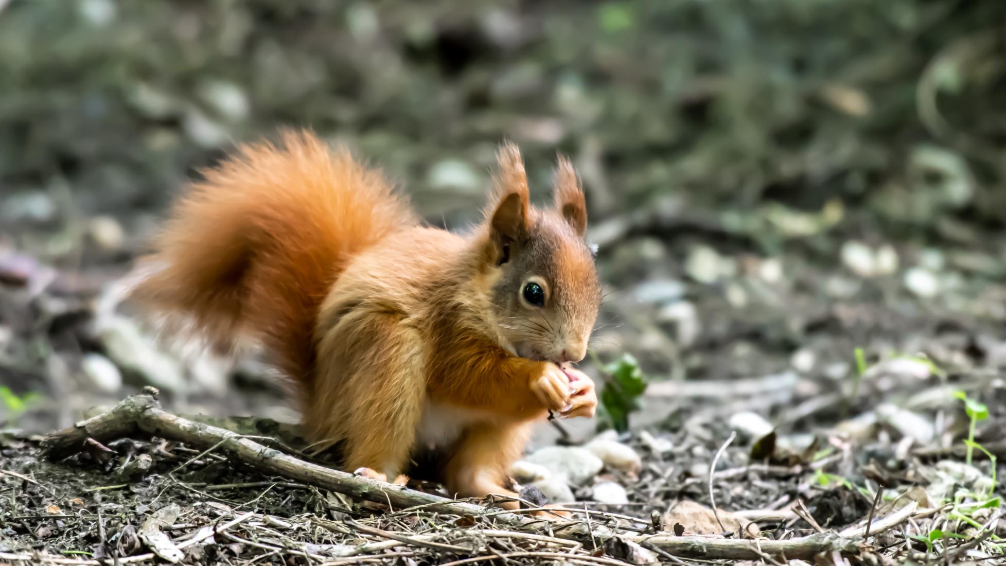 Eichhörnchen