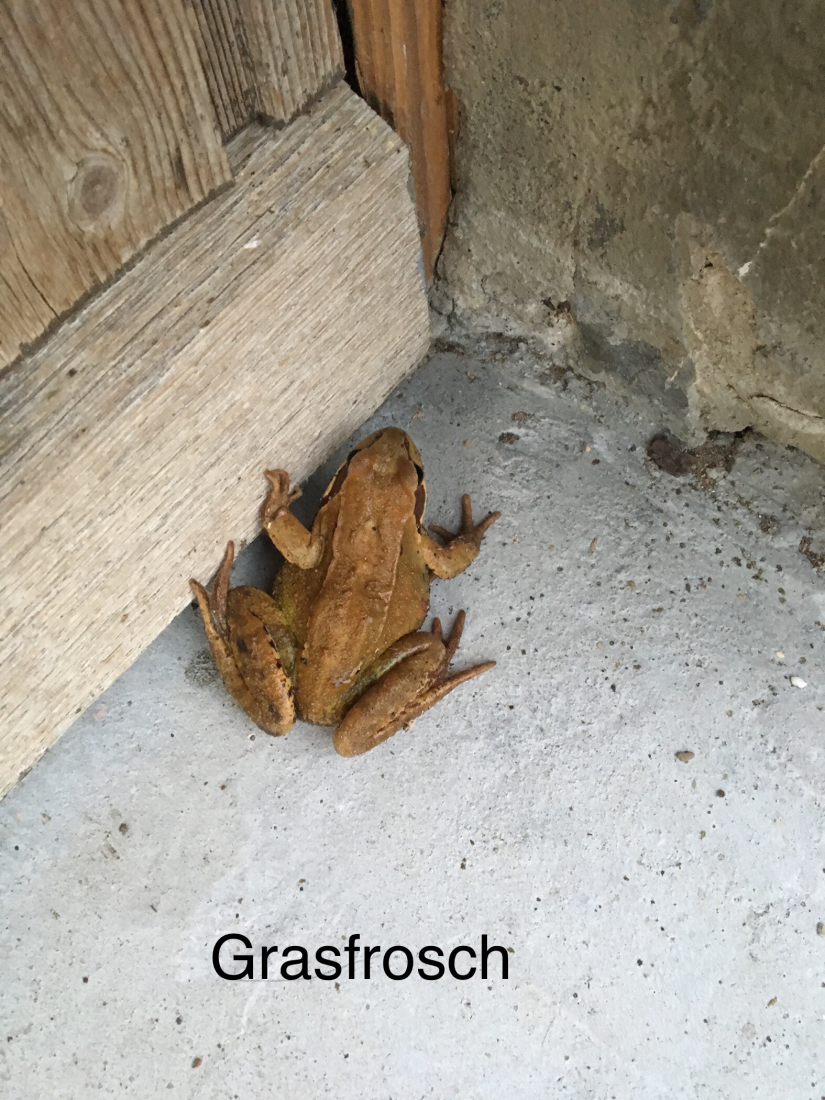 Grasfrosch