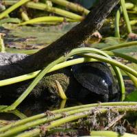 Europäische Sumpfschildkröte